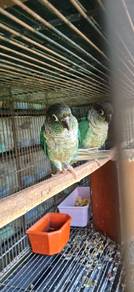 Burung green cheek pair siap lesen