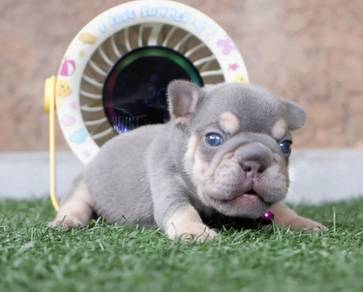 FRENCH BULLDOG PUPPIES S255 🌻 Premium Quality
