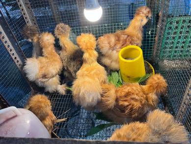 silkie chicken ayam silkie