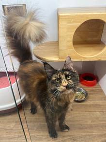 Mainecoon Cat for sale