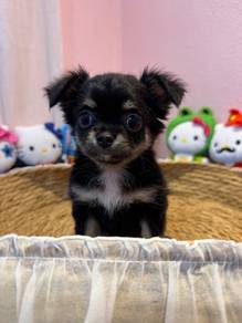 Long Coat Chihuahua female 🐾