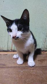 kucing tuxedo 