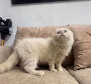 Cat purebreed