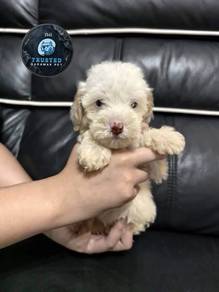 toy poddle