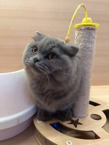 Munchkin Scottish fold