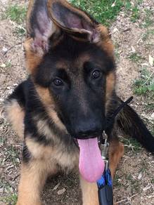 B00266 German Shepherd puppies #MKA CERT