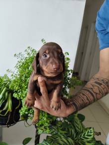 Dachshund brown colour&