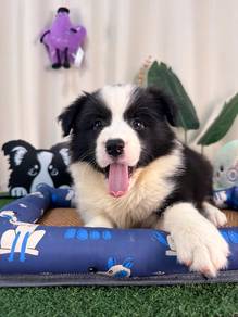 Import Border Collie Black White