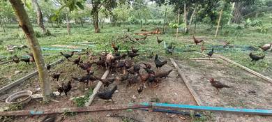 Ayam Kampong / Ayam Organik