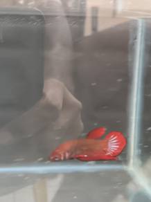 ikan laga 