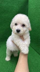  Tiny PoodleMaleM-2Dob : 22-06-26