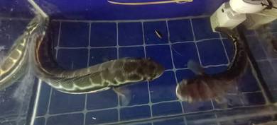 ikan toman