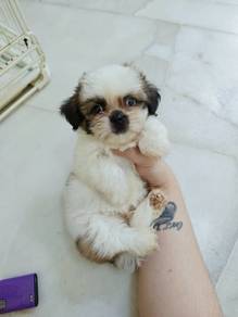 Tiny size Shih Tzu Puppies Male 