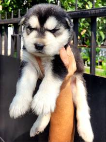 Husky