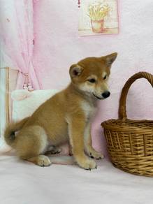 Shiba Inu