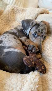 HHHT-70400 Dachshund short haired special DAPPLE