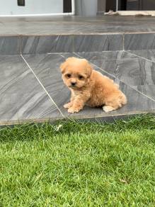 Maltipoo puppy