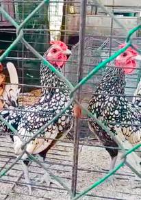 Ayam batik silver 