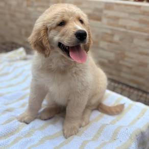 Golden Retriever w