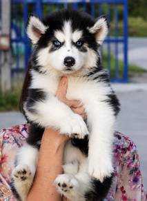 SIBERIAN HUSKY PUPPIES 🌻194 Male-Female