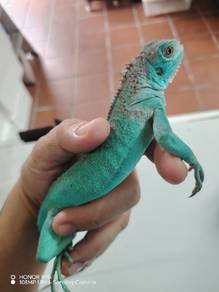 Blue Iguana