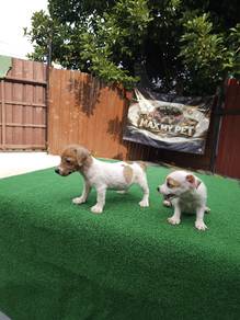 Jack Russell 