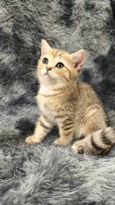 BSH Golden Tabby 