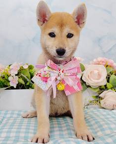 Shiba