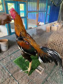 ayam ratu lhk