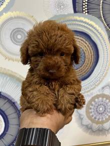 Cute Poodle Puppy Available 