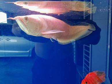 Silver Albino Arowana