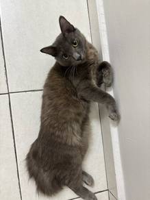 Cat for Free