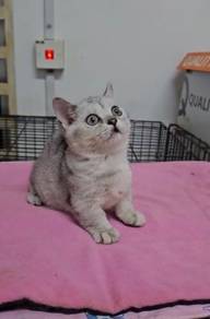 Munchkin Super short leg female kitten