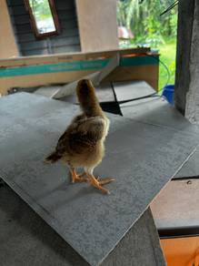 ayam penelur baka rhode island red