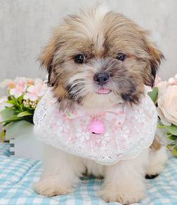Shih Tzu