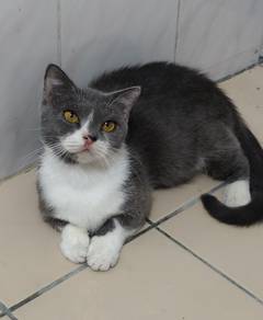 munchkin bsh