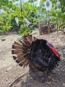 Belanda / Turkey