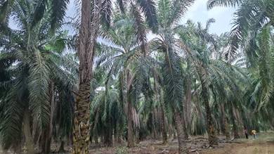 Agricultural Land in Segamat, JHR