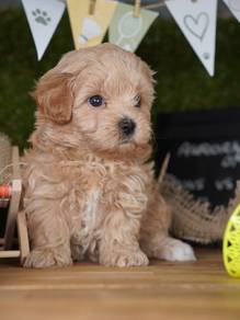 maltipoo puppies available 