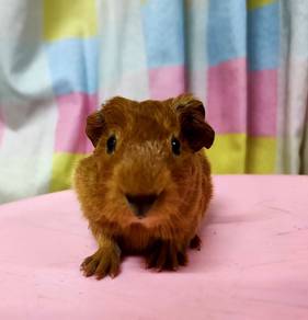 Guinea pig baby 