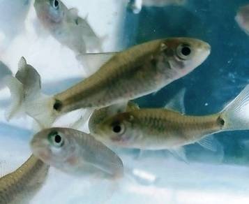 野生忘不了, Empurau Fingerlings, 忘不了, Anak Ikan Empurau