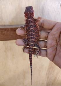 Bearded Dragon 