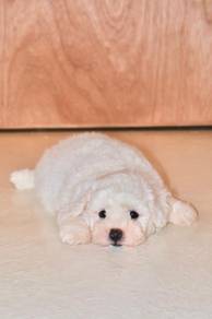 C10 Little Bichon Puppy