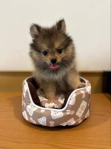 teacup Pom u