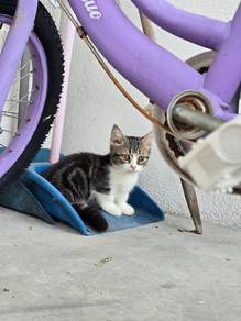 Munchkin Kaki Pendek napoleon kucing