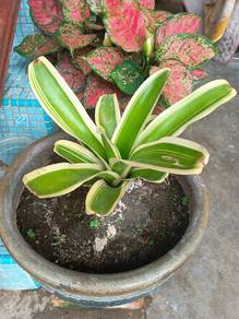 pokok Bromaliad