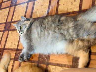 Cat For Rehome