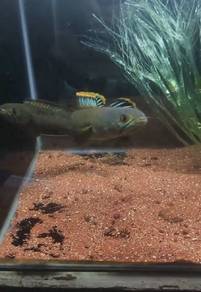 pair channa limbata 
