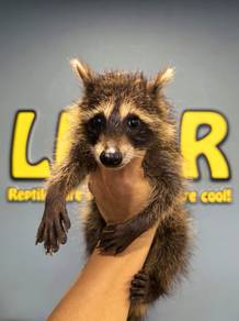 Raccoon