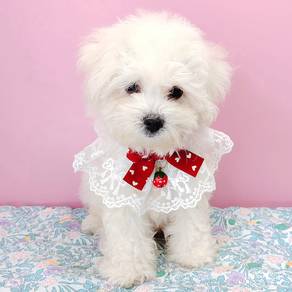 Bichon